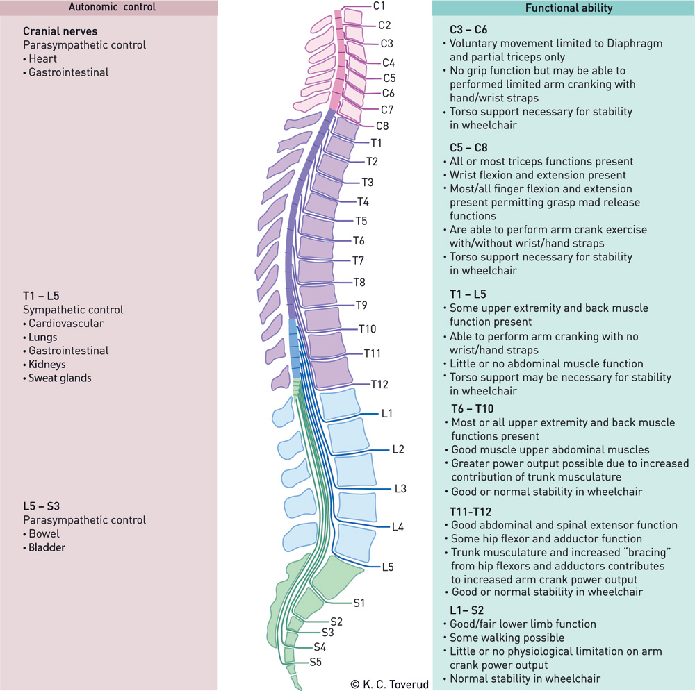 Chart Of Nerves From Spine